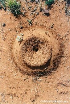 ant-mound2.jpg